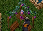 Site Updates as of 06/27/11 The following pages have all the guides listed imported from Castles and Courtyard’s original site since the last update. Floral Items Seasonal Decor: Christmas Seasonal Decor: Halloween Seasonal Decor: Easter/Spring...